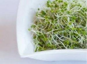 brokkoli csíráztatás