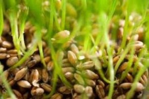 búza csíráztatás