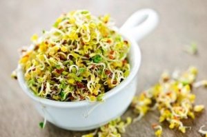 lucerna csíráztatás