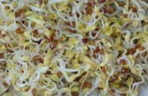 repce csíráztatás