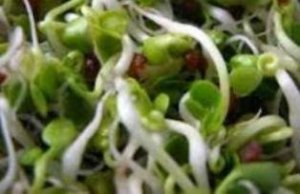 retek csíráztatás