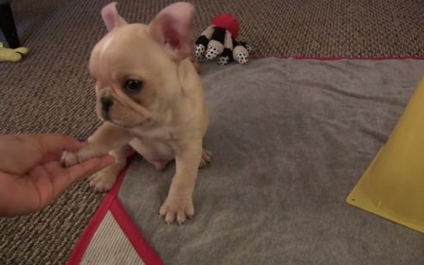 Imádnivaló francia bulldog 12 hetes kiskutya