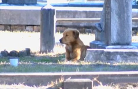Nem mozdul a kölyke sírja mellől - nem múlik a hűséges kutya mama gyásza