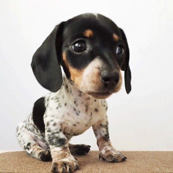 kapott egy uj testvért-reese