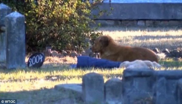 kutyamama a kölyke sirját őrzi és nem mozdul