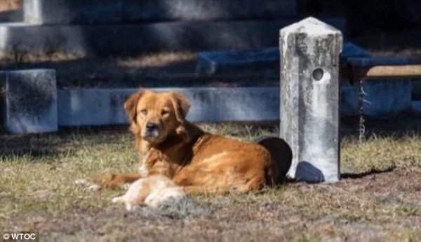megtört szívű kutyamama gyásza