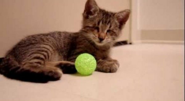 Blind kitten gets the first game