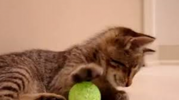 Blind kitten gets the first game
