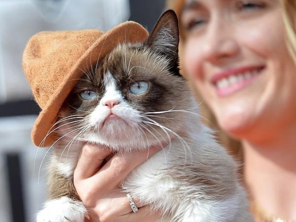 GRUMPY Cat3