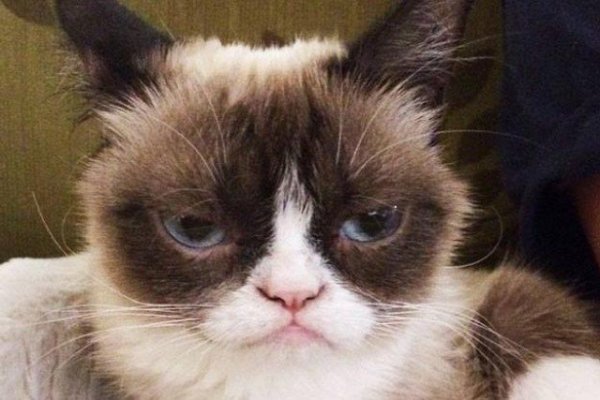 Grumpy Cat1