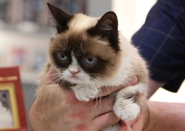 Grumpy Cat2
