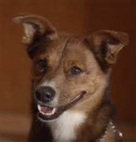 szeretetgombóc - a kutya az ember leghűségesebb társa...