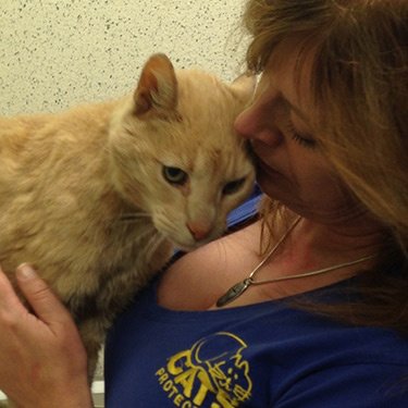 Ozzie a 26 éves ausztrál macska Fotó_Cats Protection