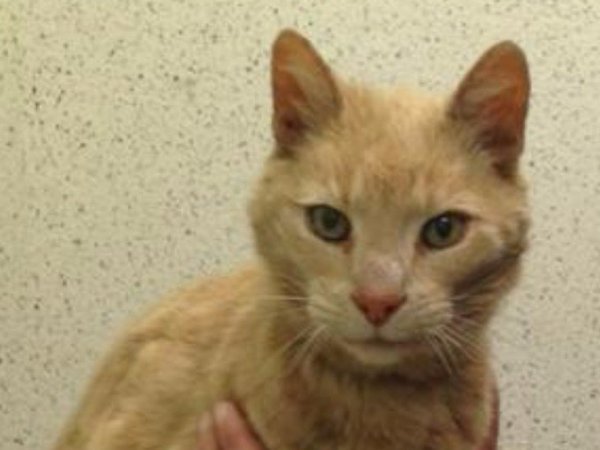 Ozzie a 26 éves ausztrál macska Fotó_Cats Protection1